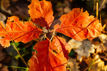 The Last Days of Autumn
