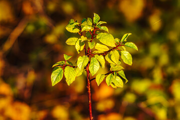 The Last Days of Autumn