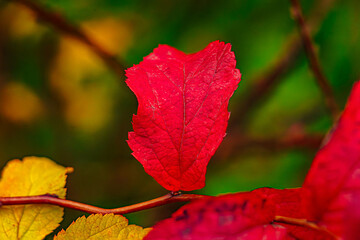 The Last Days of Autumn