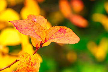 The Last Days of Autumn