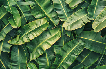 Fresh Green Banana Leaf abstract background realistic banana leaf wallpaper