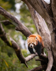 Red panda on tree