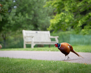 pheasant in the park