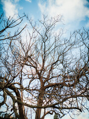 Bare Branches of a Tree Against a Clear Blue Sky, Capturing Winter's Stark Beauty in an Outdoor Nature Setting
