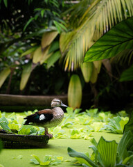 Sitting Duck