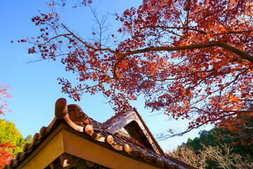 紅葉に包まれたお寺の屋根