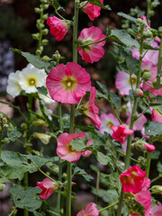 Malva Sylvestris flowers. Blooming musk mallow (Malva alcea, cut-leaved mallow, vervain mallow or hollyhock mallow) in summer garden