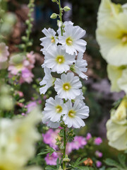 Malva Sylvestris flowers. Blooming musk mallow (Malva alcea, cut-leaved mallow, vervain mallow or hollyhock mallow) in summer garden