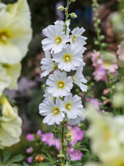 Malva Sylvestris flowers. Blooming musk mallow (Malva alcea, cut-leaved mallow, vervain mallow or hollyhock mallow) in summer garden