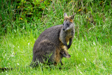 Obraz premium Rock-wallaby with its baby joey in pouch