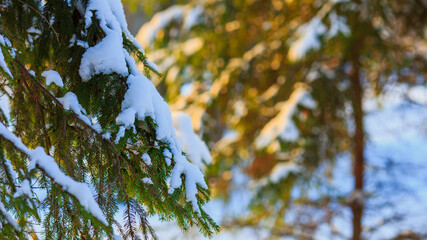 Spruce branches covered with snow in the rays of the sun. Winter background with spruce branches in the snow. Christmas background. Winter natural background.