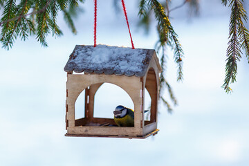 Bird feeder in winter. Tits take seeds in the feeder. Feeding wild birds in winter