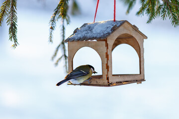 Bird feeder in winter. Tits take seeds in the feeder. Feeding wild birds in winter