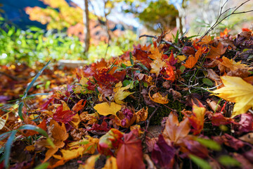 地面を秋色に染めるカラフルな落ち葉