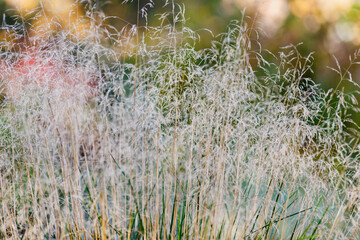 Deschampsia ( Latin- Deschampsia cespitosa ) is a type species of perennial herbaceous plants of the genus Deschampsia of the family Poaceae