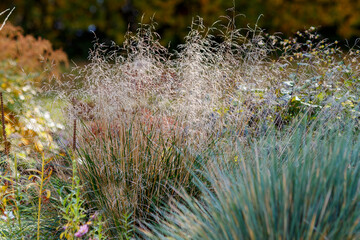Deschampsia ( Latin- Deschampsia cespitosa ) is a type species of perennial herbaceous plants of the genus Deschampsia of the family Poaceae