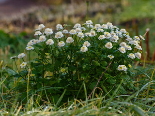  White and yellow flowers of Feverfew Pyrethrum or Tanacetum Corymbosum or Chrysanthemum Parthenium close-up