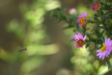 close up of pink flower