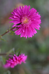 close up of pink flower