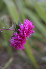 close up of pink flower