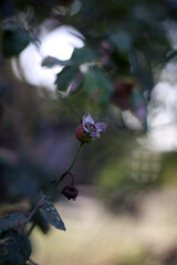 butterfly on a branch
