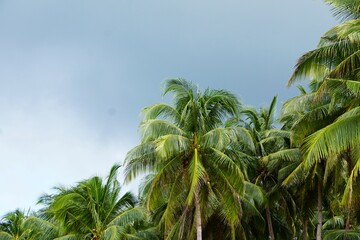 Tropical palm trees with vibrant green leaves, set against a clear blue sky. Iconic and serene,...