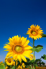 Close-up of yellow sunflowers with a blue sky background.