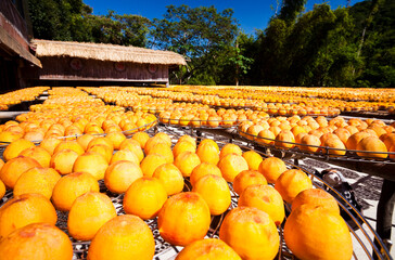 View of Traditional Making Dried Persimmons during Windy Autumn in Hsinpu of Hsinchu, Taiwan. 