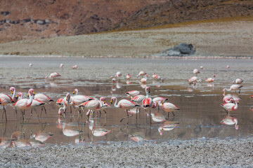 Flamingo in Argentina