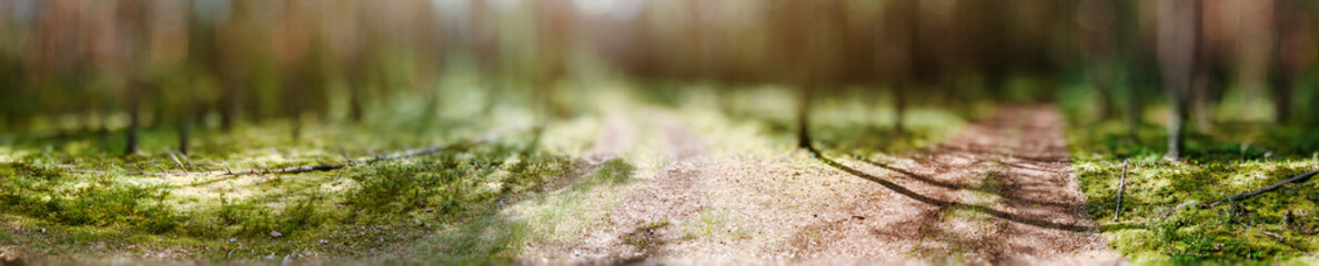 Summer forest jungle