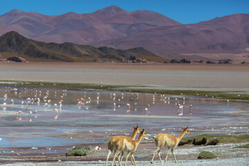 Vicuna