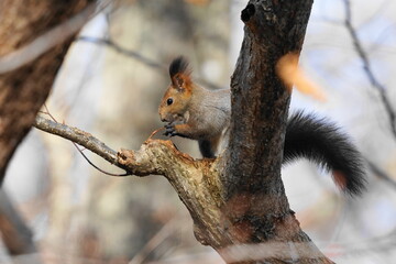 木の上にいたエゾリス