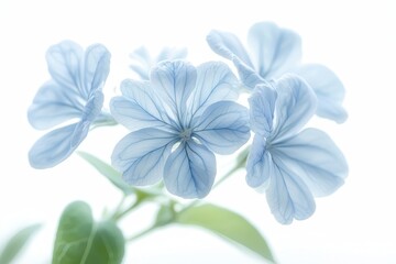Fototapeta premium Soft Blue Floral Composition with Ethereal Petals Isolated on White Background