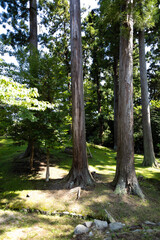 鹽竈神社の古木
