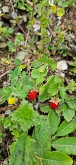Wilde Erdbeeren