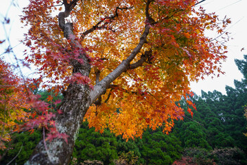 森の中の紅葉したもみじの木