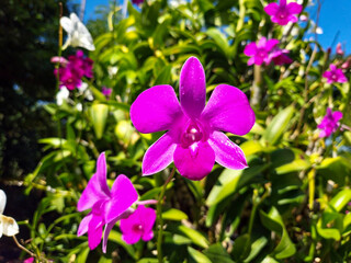 Cooktown orchid or mauve butterfly orchid (Dendrobium bigibbum)