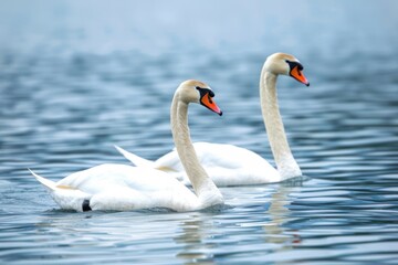 Fototapeta premium A duo of white swans swims in harmony on a still pond, surrounded by the pastel colors of the sunrise sky.