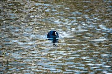 Einzelnes Blässhuhn im Abendlicht auf dem Wasser