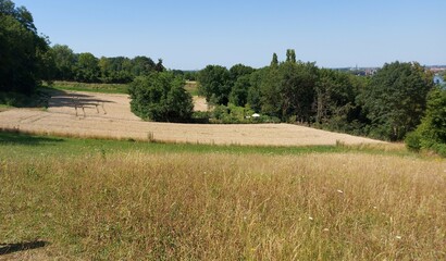 Fototapeta premium Field in the summer