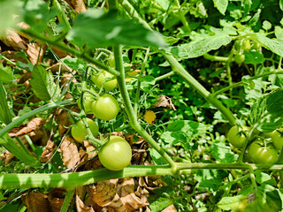 Fresh Green Tomatoes Growing Abundantly in a Summer Garden Setting