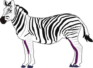 zebra vector illustration