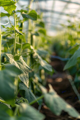 Fototapeta premium greenhouse with seedlings of herbs and vegetables Generative AI