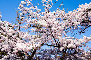Beautiful cherry blossoms bloom in the Alishan Forest Recreation Area in Chiayi, Taiwan.