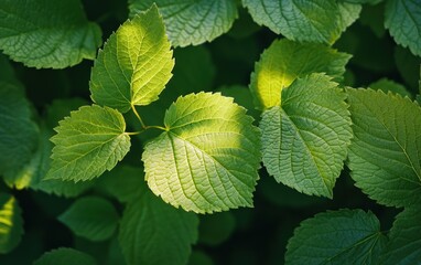Sunlit Green Leaves with Veined Texture in Forest Closeup