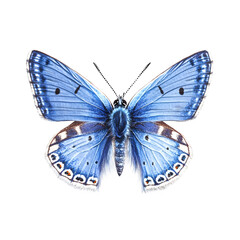 Obraz premium Large blue butterfly with open wings, isolated on transparent background, ideal for graphic projects