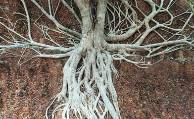 Banian or banyan tree roots structure spread beneath earth ground soil to absorb water and prevent soil erosion. Tangled fig root growing underground. Beautiful closeup side view.