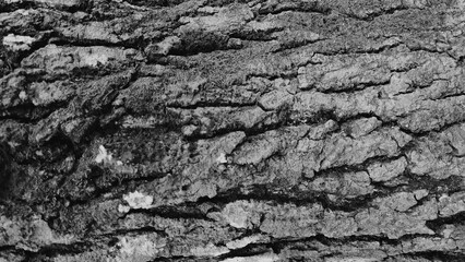 Old aged tree trunk or bark wood dry rough skin surface with cracked line pattern. Nature black and white color background texture design concept. Closeup macro detail side view.