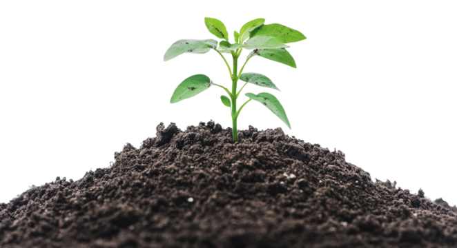 New plant sprouting from rich soil in bright light, cut out - stock png.
