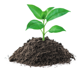 Growing plant sprouting from dark soil, cut out - stock png.